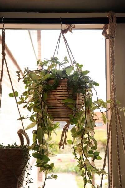 planten-voor-het-raam-zonder-te-boren-hangplanten