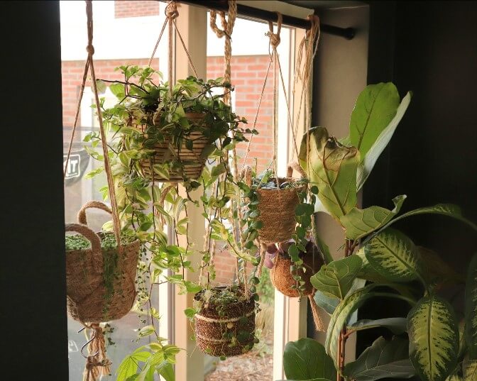 Budgettip: Planten voor het raam zonder boren
