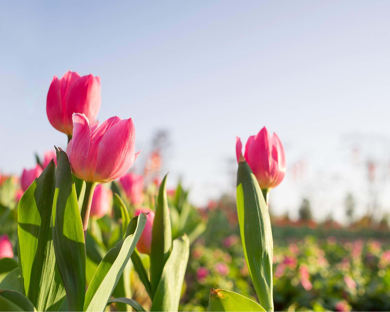 Tulpen in Drenthe || plukken, routes en meer